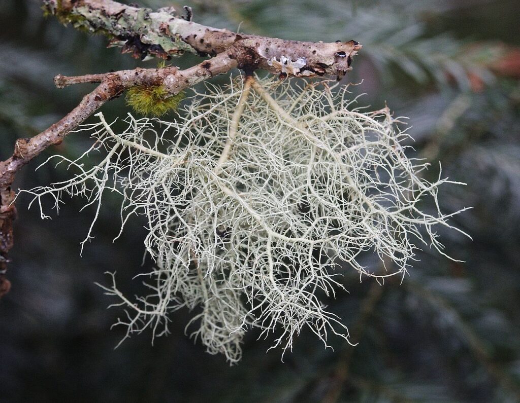 Лишайник Usnea filipendula