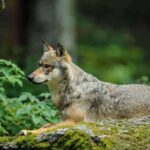 В Нидерландах начнут стрелять в волков — но только ради их блага