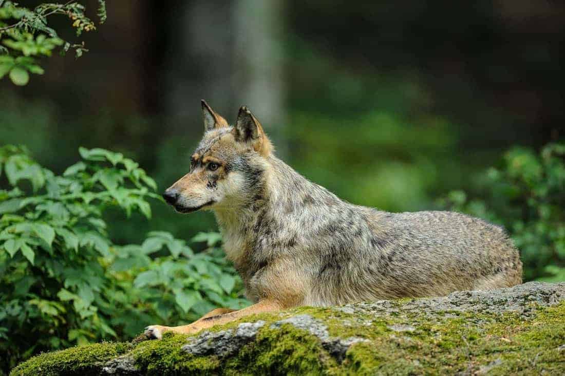 Волка бояться так и в лес не ходить - смысл пословицы, значение, толкование | taimyr-expo.ru