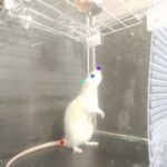 Ученые обнаружили у крыс танцевальные способности