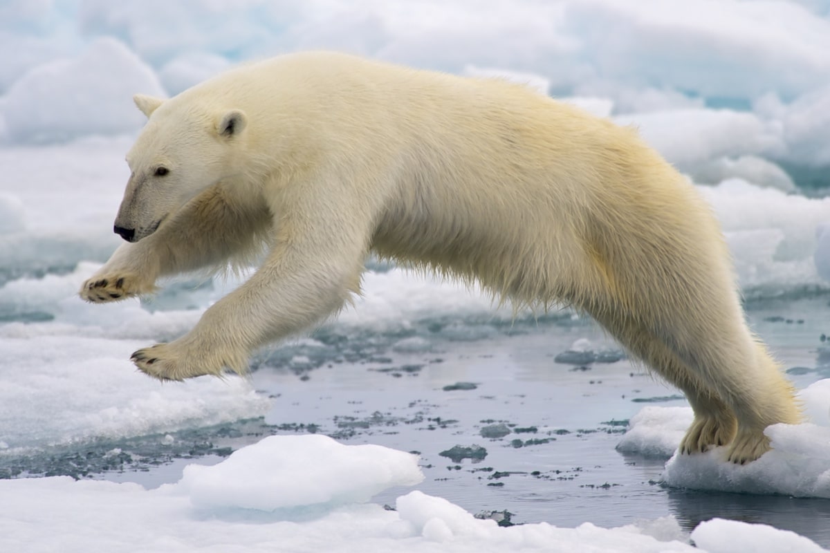 Биологи узнали, почему белые медведи не скользят