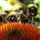 Пчелы стали жить вдвое меньше, чем 50 лет назад