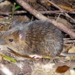 Потеря Y-хромосомы не сделала японских мышей самками