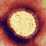 Универсальная вакцина от гриппа прошла проверку на животных