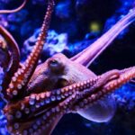Нейробиологи узнали, как кальмары и осьминоги получили свой большой мозг