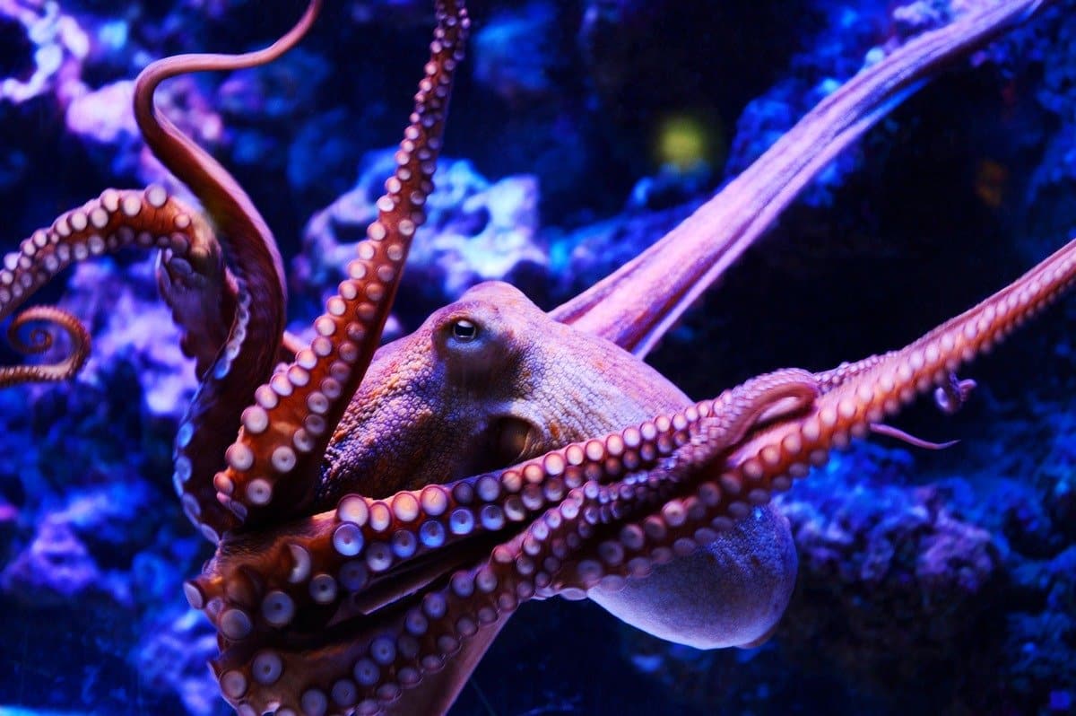 Нейробиологи узнали, как кальмары и осьминоги получили свой большой мозг