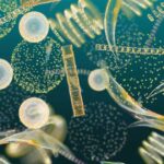 Планктонная история ужасов: как водоросли пожирают друг друга
