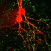 Люминисцентный краситель в нейронах