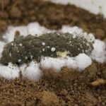 Паразитический гриб смог очистить почву и воду от токсичных соединений ртути