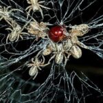 Переход к социальности изменил геномы пауков и ускорил их эволюцию