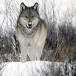 Заражение паразитами делает изначально здоровых волков вожаками стаи