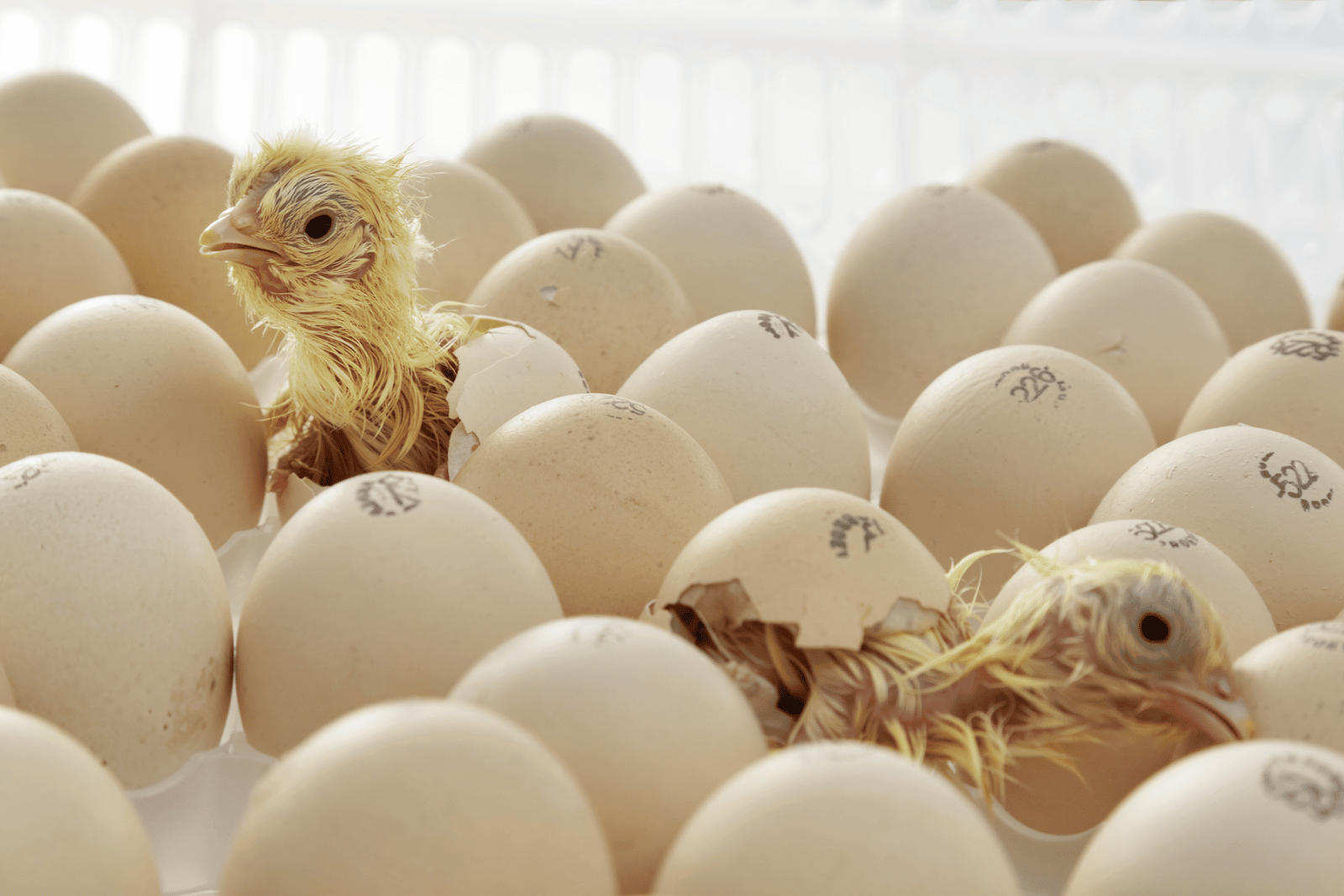 Израильские ученые «разучили» кур нести яйца с мужскими эмбрионами