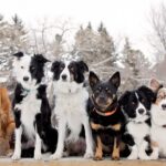 Ученые обнаружили геномные варианты, связанные с различным поведением пород собак