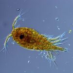 Фитопланктон оказался способен собирать радиоактивные элементы из пресной воды и «запирать» их на дне