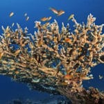 Ученые выяснили, как спасти коралловые рифы с помощью трансплантации