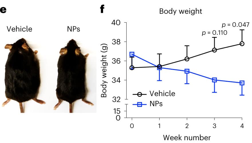 Сравнение массы тела мышей с ожирением из контрольной группы и тех, что получили P-G3 / ©Wan, Q., Huang, B., Li, T. et al. Selective targeting of visceral adiposity by polycation nanomedicine. Nat. Nanotechnol. (2022). https://doi.org/10.1038/s41565-022-01249-3