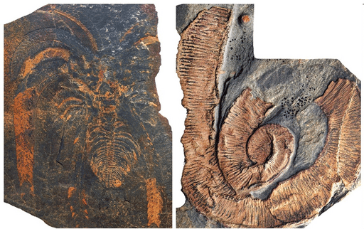 Двухметровые членистоногие доминировали в морях 470 миллионов лет назад