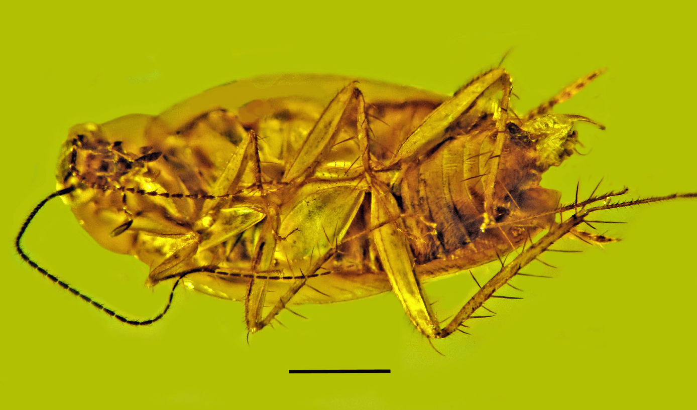 В янтаре впервые обнаружили сперму вымершего таракана