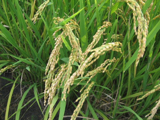 Первый урожай риса собрали еще 10 тысяч лет назад