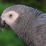 Ученые выяснили, кто из попугаев самый талантливый «говорун»