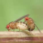 Самцы мух заставляют самок засыпать после спаривания