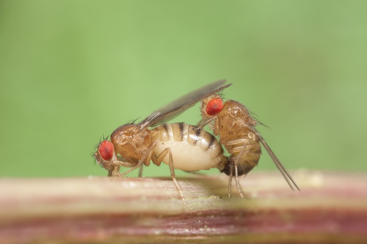 Самцы мух заставляют самок засыпать после спаривания