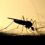 Биологи научились отслеживать комаров