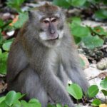 Китайские ученые снизили температуру тела обезьян, воздействуя на их мозг