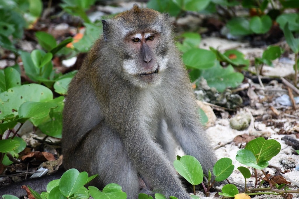 Китайские ученые снизили температуру тела обезьян, воздействуя на их мозг