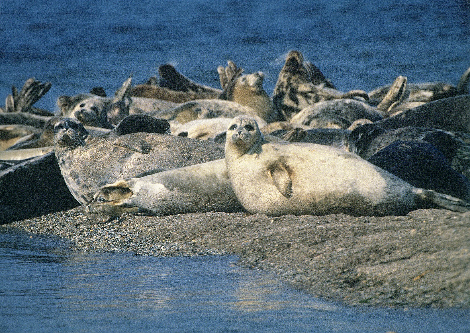 тюлени каспийского моря