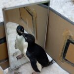 У пингвинов обнаружили зачатки самосознания