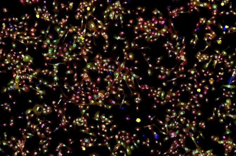 Флуоресцентное изображение клеток рака легкого