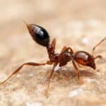 Отрави меня нежно: муравьи делятся ядом с сородичами, чтобы защитить их от болезней