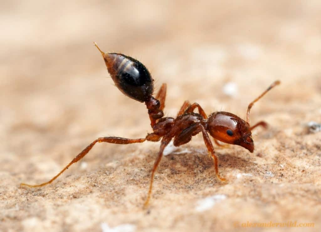 Отрави меня нежно: муравьи делятся ядом с сородичами, чтобы защитить их от болезней