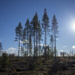 Потепление уничтожит североевропейские леса, но не напрямую