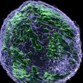 Ядро опухолевой клетки под микроскопом; APOBEC3G окрашены зеленым