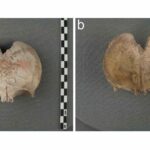 Ученые узнали, зачем перуанцы раскрашивали черепа