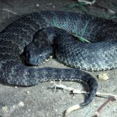 Гадюкообразная смертельная змея Acanthophis antarcticus