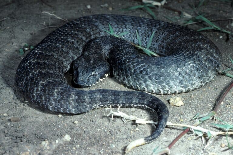 Гадюкообразная смертельная змея Acanthophis antarcticus