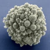 Клетки Syn 3.0 под микроскопом