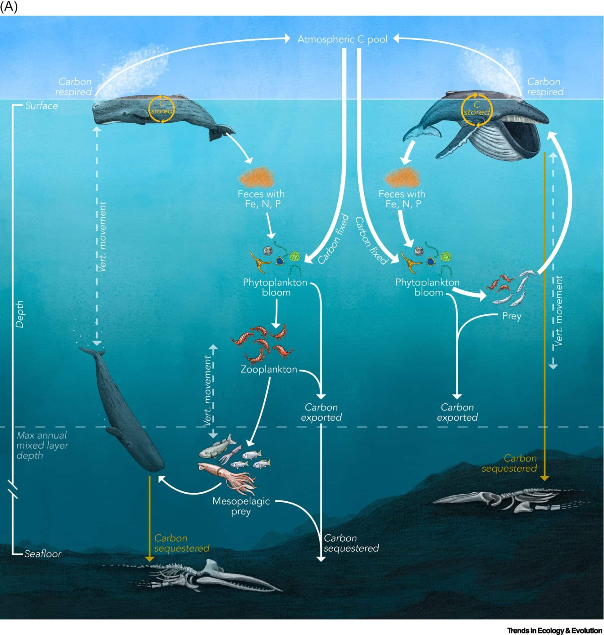 Ученые выяснили, как связаны киты и глобальное потепление