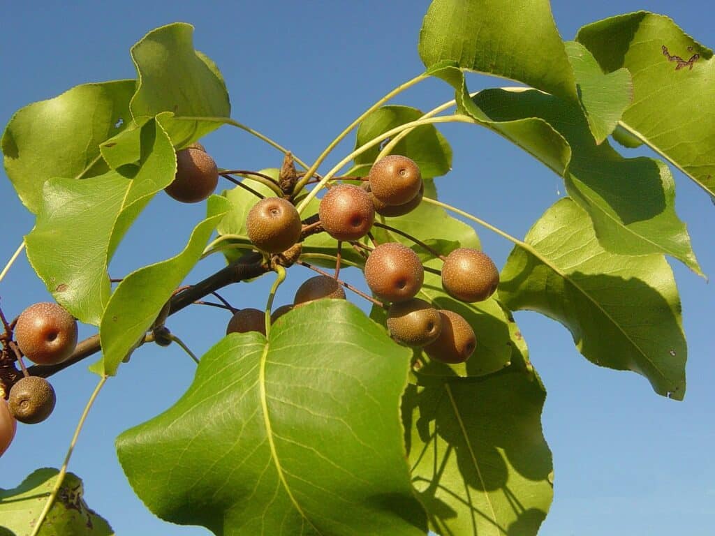 Груша Каллери (Pyrus calleryana)