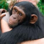Генетики раскрыли тайну появления «безволосой обезьяны»