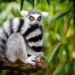 Эволюции потребуется 23 миллиона лет, чтобы заменить вымирающую фауну Мадагаскара