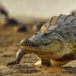 Ученые раскрыли тайну эффективности крокодильего гемоглобина