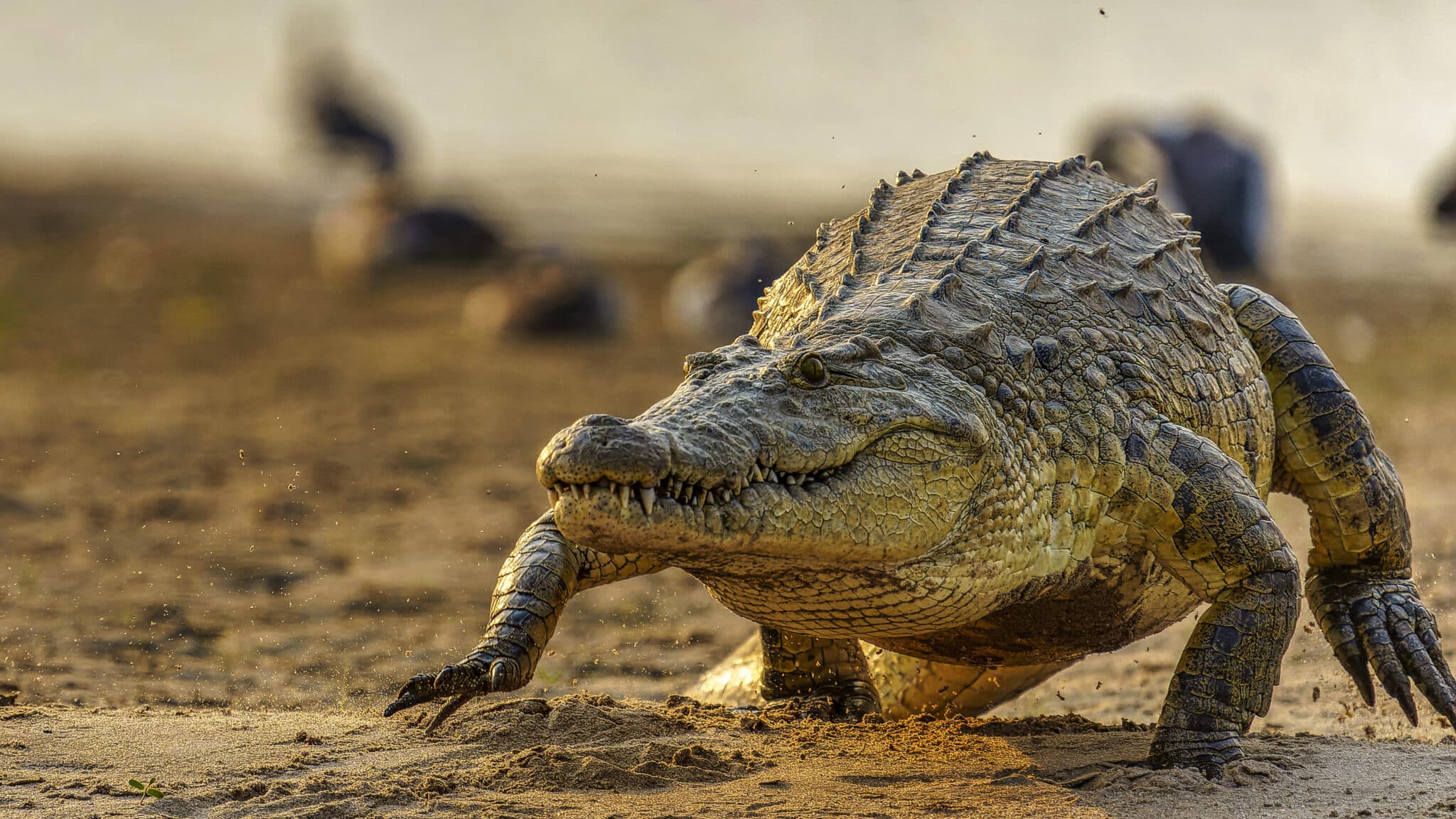 Ученые раскрыли тайну эффективности крокодильего гемоглобина
