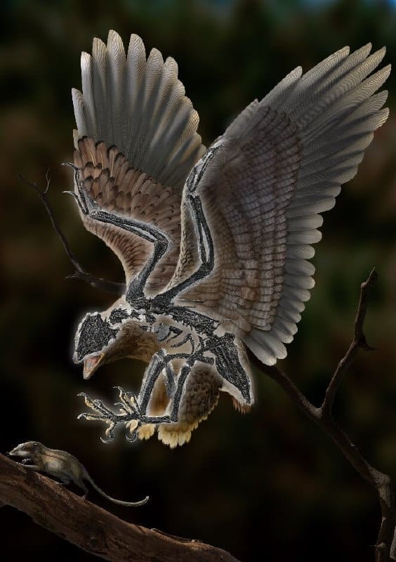 В Китае нашли птицу с головой динозавра