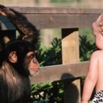Ученые сравнили способность переключать внимание у детей и шимпанзе