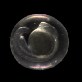 Эмбрион данио-рерио