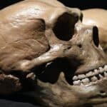 У человека и неандертальца обнаружили «синдром Питера Пэна»